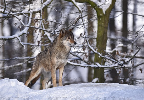 Northwestern wolf (Canis lupus lycaon) in the snow