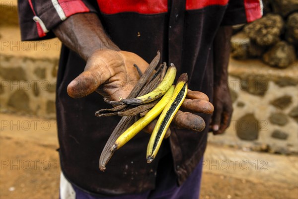 Hand holdung Vanilla pods (Vanilla planifolia)