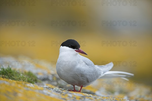 Arctic Tern (Sterna paradisaea)