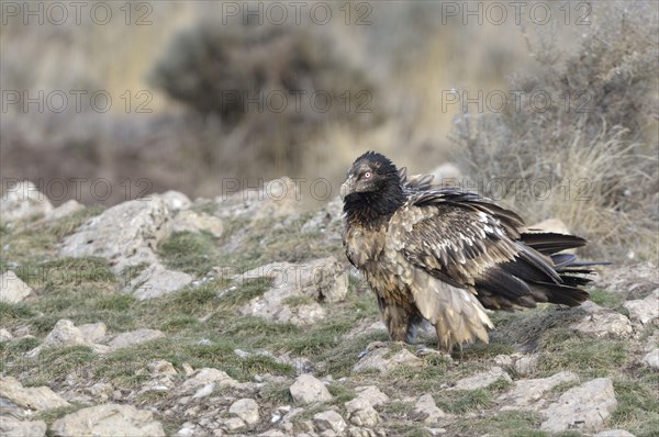 Young Lammergeier or Bearded Vulture (Gypaetus barbatus) at a bait place