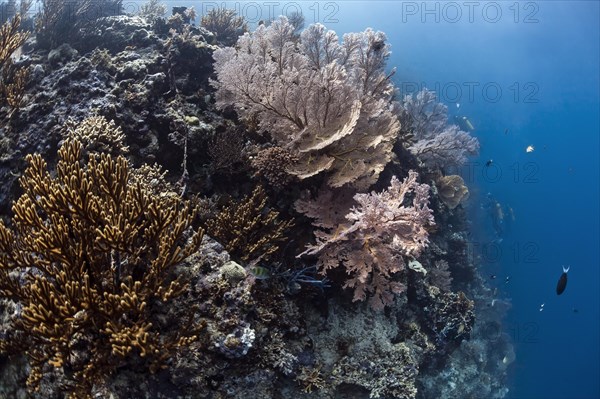 Gorgonian Coral (Annella reticulata)