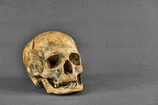 Human skull