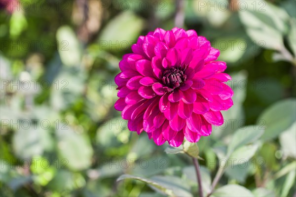 The blossom of a Dahlia 'Purple Flame'