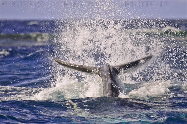 Humpback Whale (Megaptera novaeangliae)