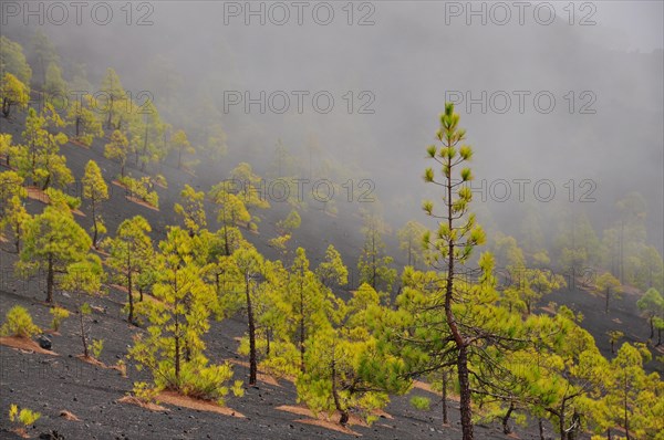 Canary Island Pines (Pinus canariensis)