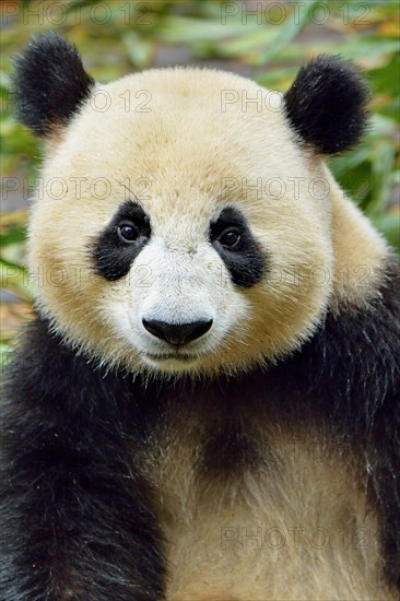 Giant Panda (Ailuropoda melanoleuca)