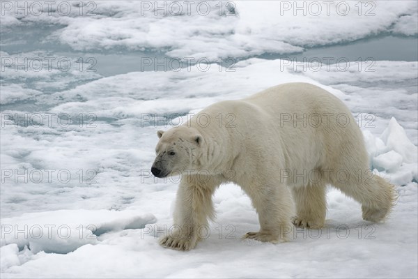 Polar bear (Ursus maritimus) running on ice floe