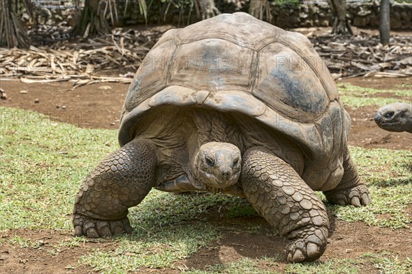 Aldabra giant tortoise (Aldabrachelys gigantea)