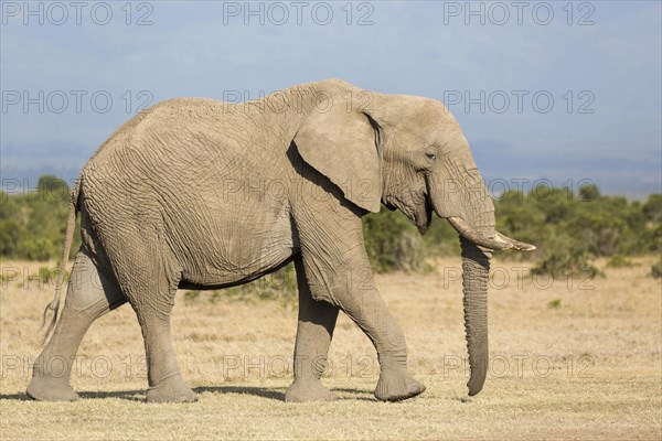 African Elephant (Loxodonta africana) adult