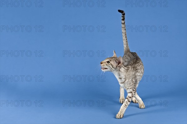 Pedigree cat