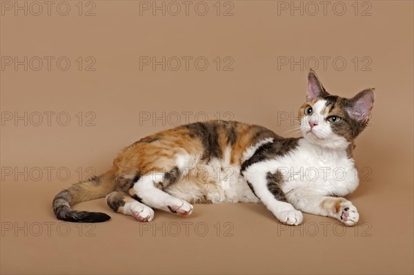 Devon Rex