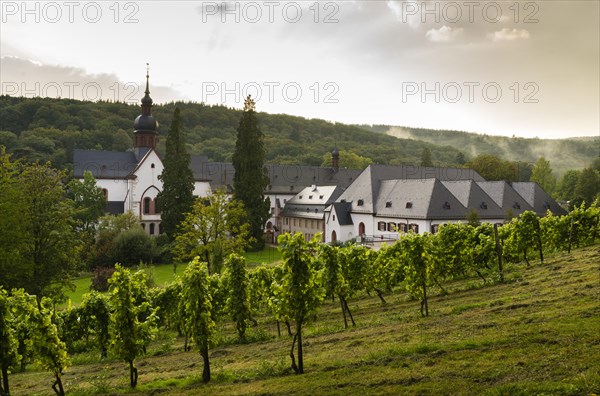 Vineyard