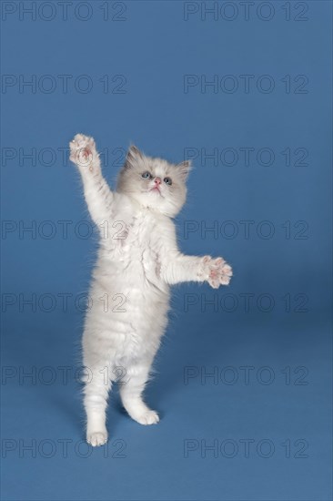 Ragdoll cat