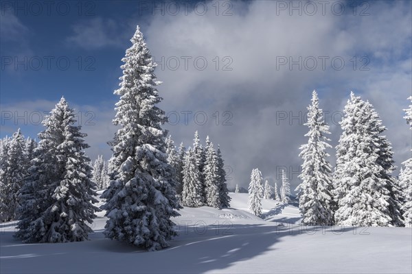 Snow covered trees on the mountain