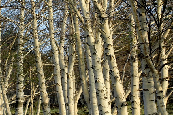 Etna Birch trees (Betula aetnensis)