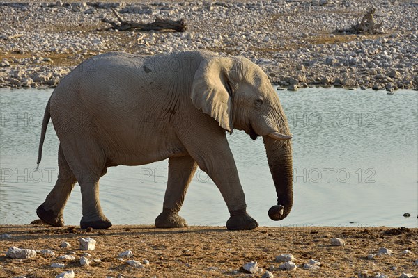 African Elephant (Loxodonta africana)