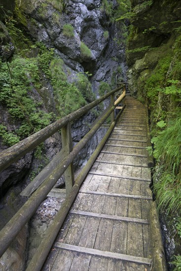 Wooden boardwalk in the Nothklamm gorge