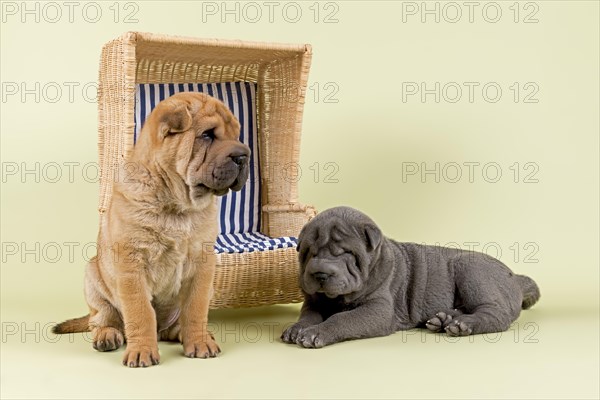 Shar Pei puppies