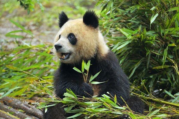 Giant Panda (Ailuropoda melanoleuca) feeding on bamboo leaves