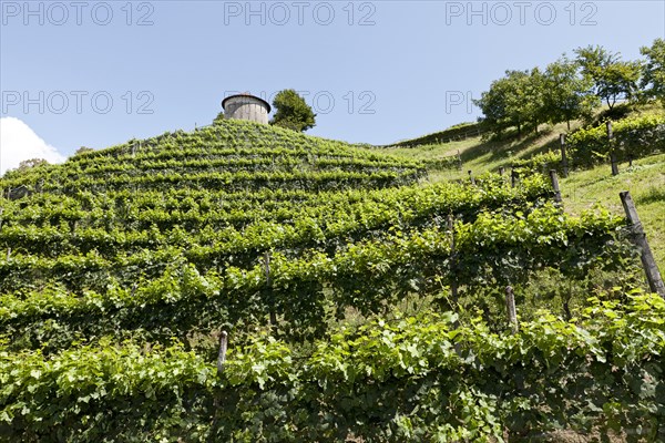 Vineyard with Hungerturm tower