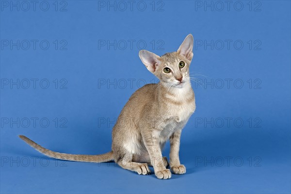 Oriental Shorthair cat