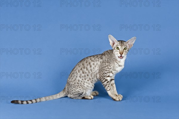 Pedigree cat