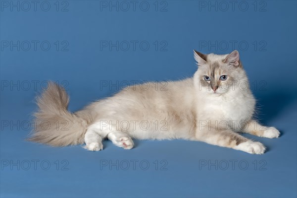 Ragdoll cat