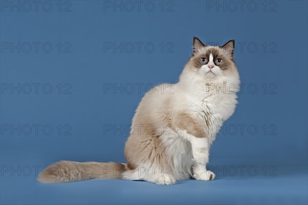 Ragdoll