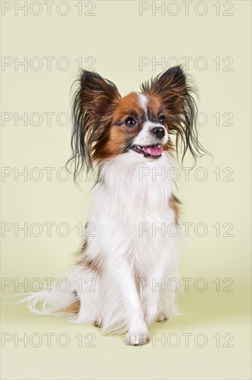 Papillon