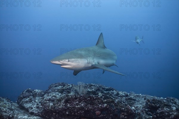 Galapagos Shark (Carcharhinus galapagensis)