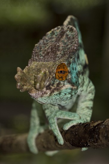Parson's Chameleon (Calumma parsonii cristifer)