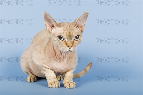 Devon Rex cat