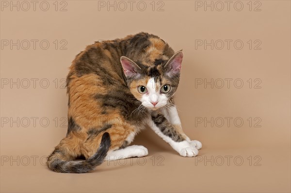 Devon Rex