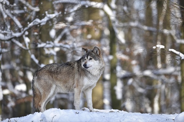 Male leader of the pack