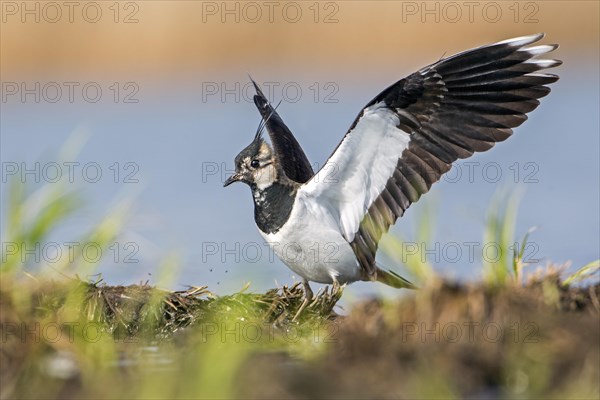 Lapwing (Vanellus vanellus)