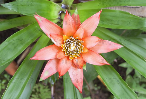 Bromelia