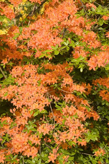 Orange flowering Rhododendron (Rhododendron molle)