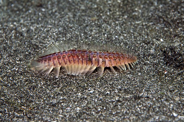 Golden fire worm (Chloeia flava)