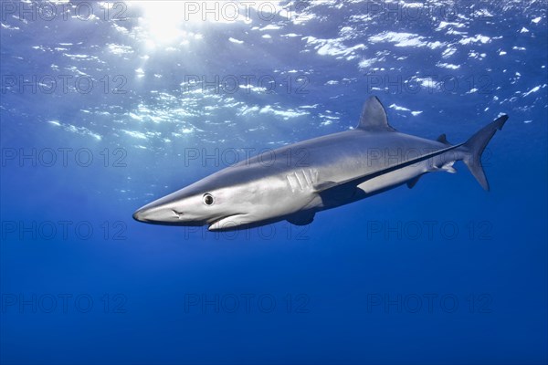 Blue shark (Prionace glauca)