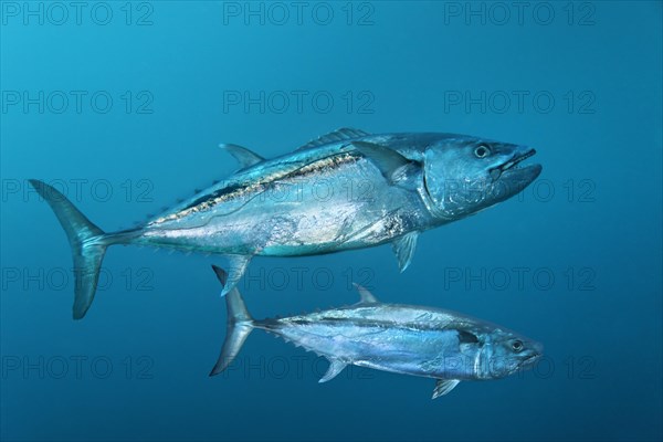 Dogtooth Tunas (Gymnosarda unicolor)