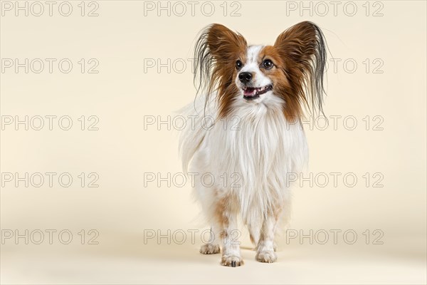 Papillon dog