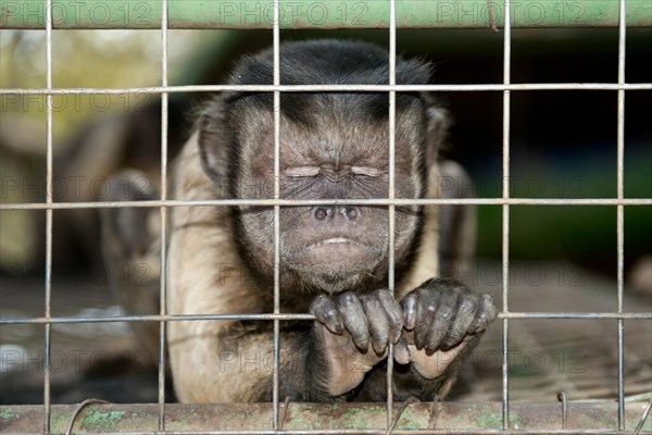 Capuchin Monkey (Cebinae sub-family)