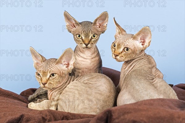 Three Devon Rex kitten