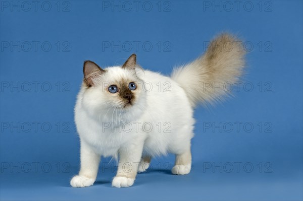 Birman Cat