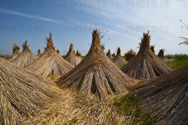 Reeds