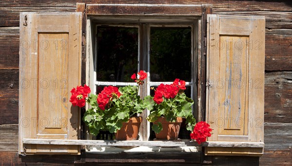 Window with geraniums