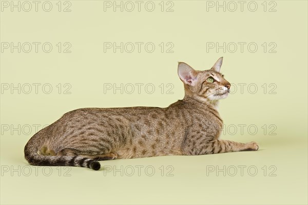 Oriental Shorthair cat