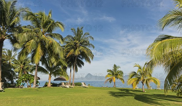 Palm trees