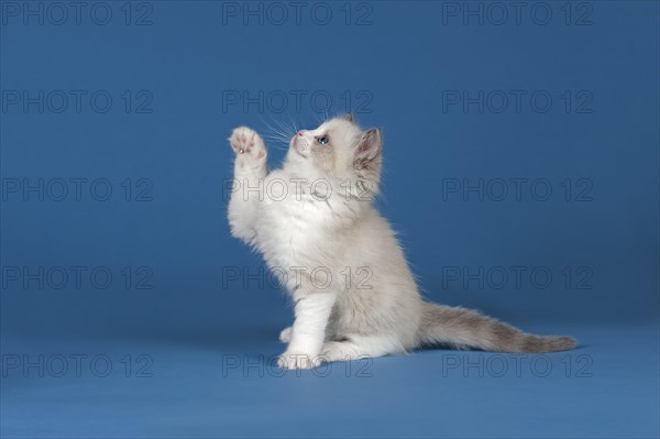 Ragdoll cat