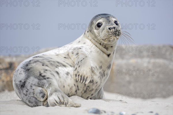 Seal (Phoca vitulina)
